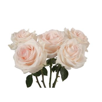 Bridal Akito Rose Blush Pink, 40 To 50cm - Potomac Floral Wholesale